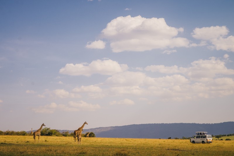 Masai Mara turistaparadicsom, ahol szezonban rengeteg az autó